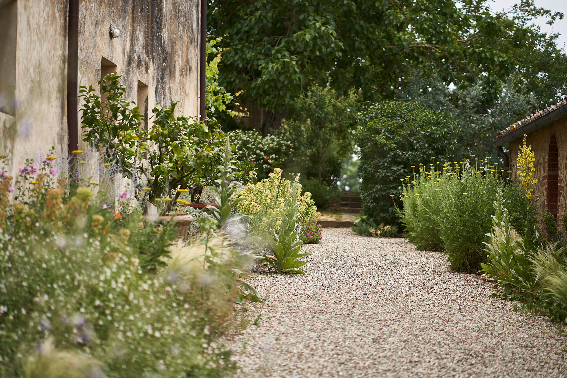 casale-di-cellole_farmhouse_tuscany-italy_exterior-plants.jpg