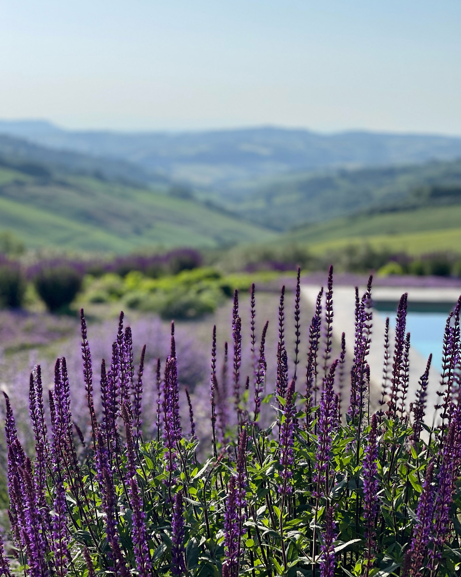 casa-tuja_house_molise-italy_exterior-lavanda.jpg