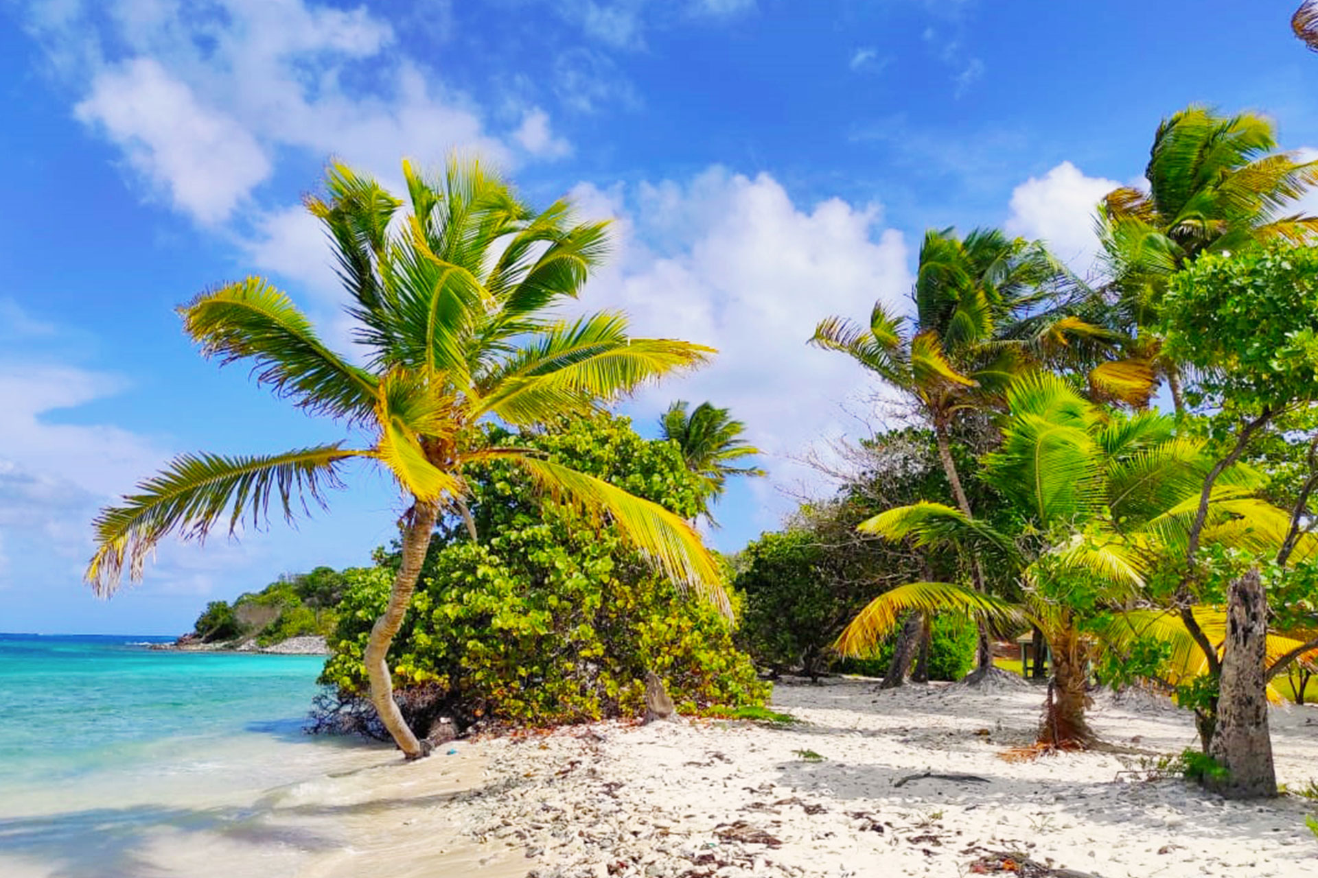 tenuta-chatham-bay_palapa_Union-Island-Saint-Vincent_exterior-palms.jpg