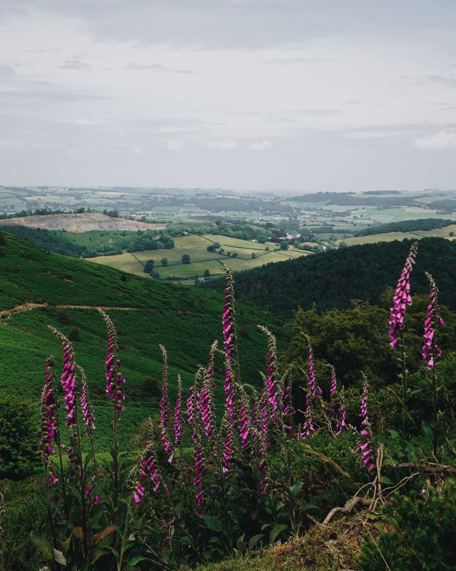 hergest-lee_cabin_wales-united-kingdom_exterior-flowers.jpg
