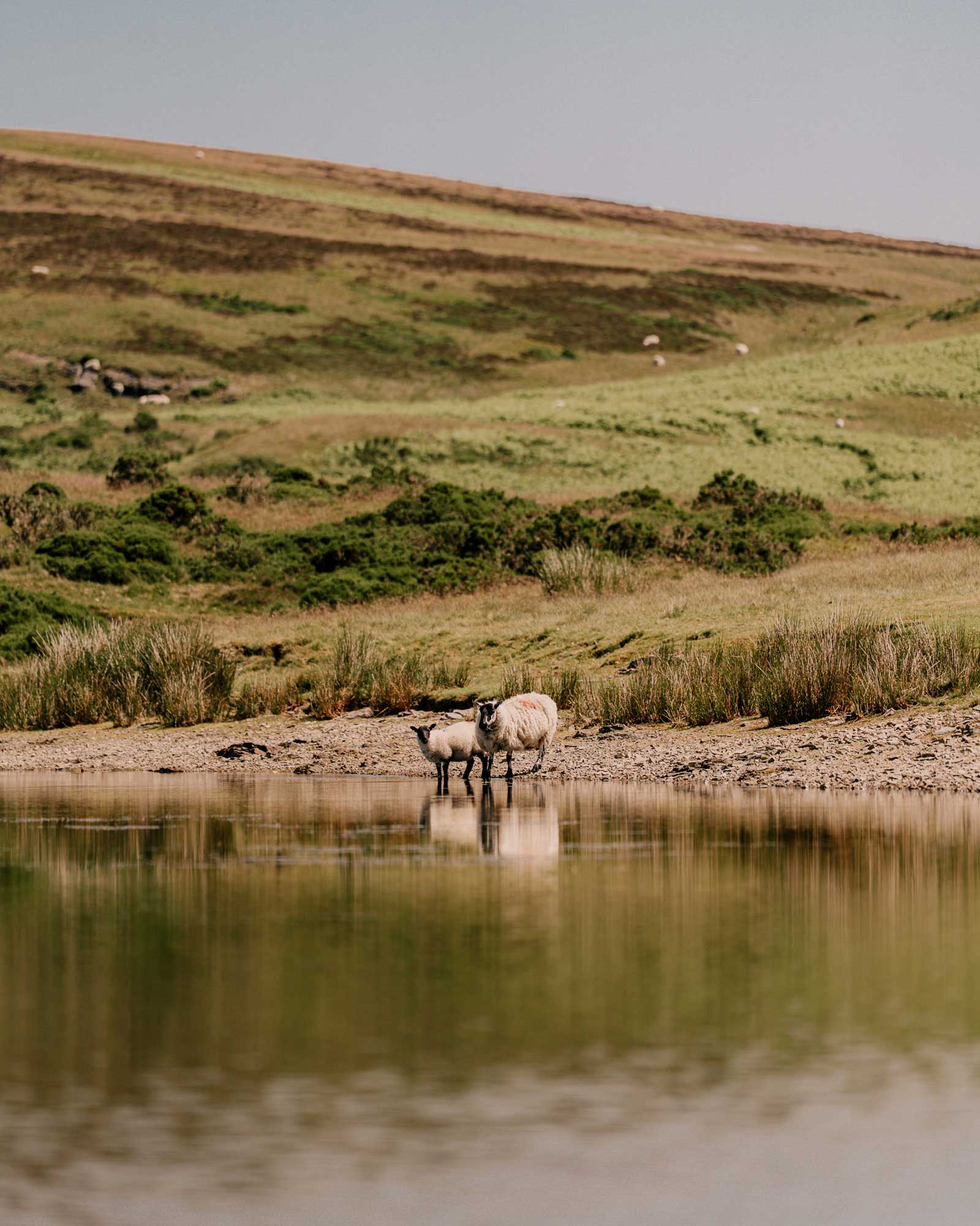 hergest-lee_cabin_wales-united-kingdom_exterior-sheep.jpg
