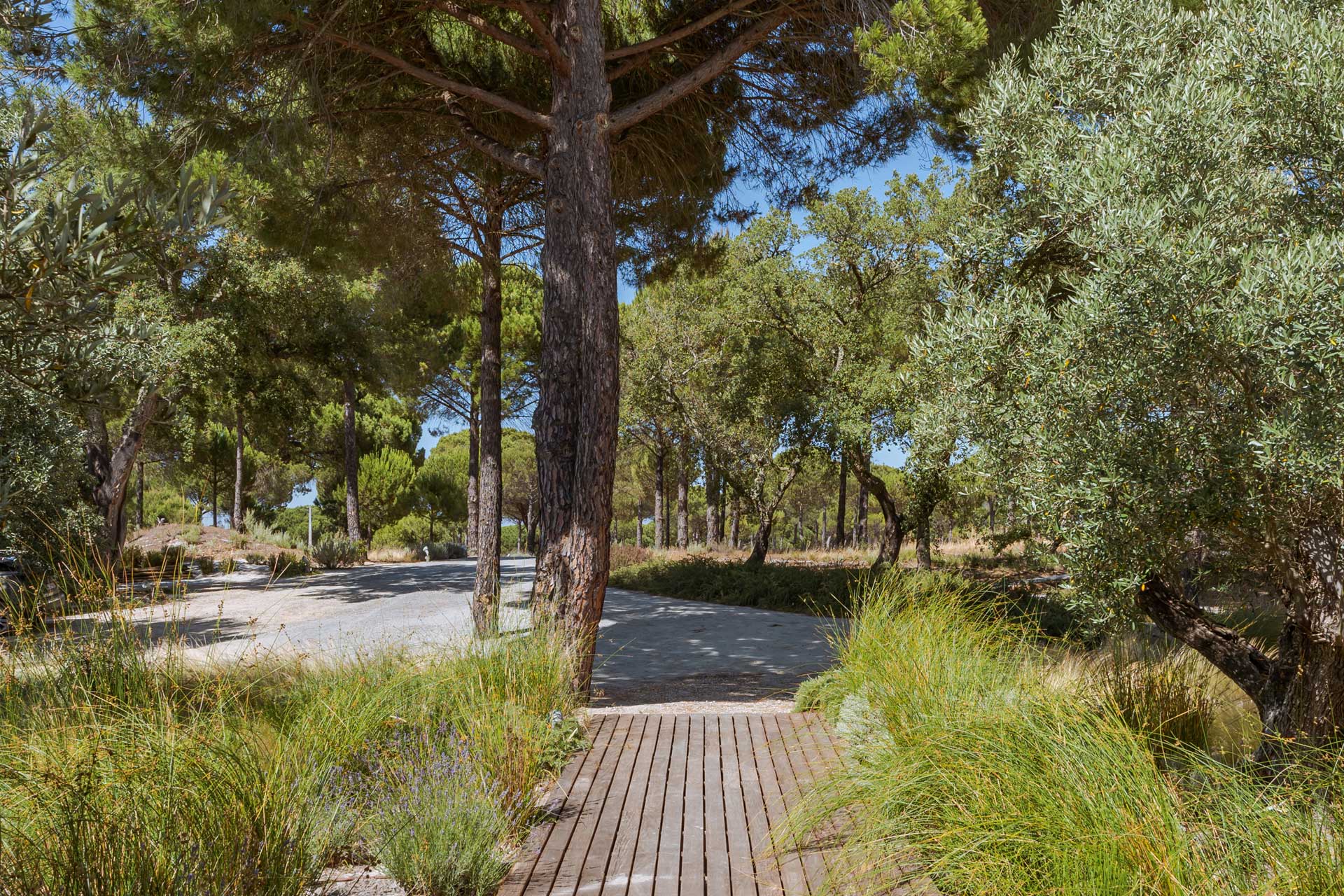 villa-magnolia_villa_comporta-setubal-portugal_exterior-trees.jpg