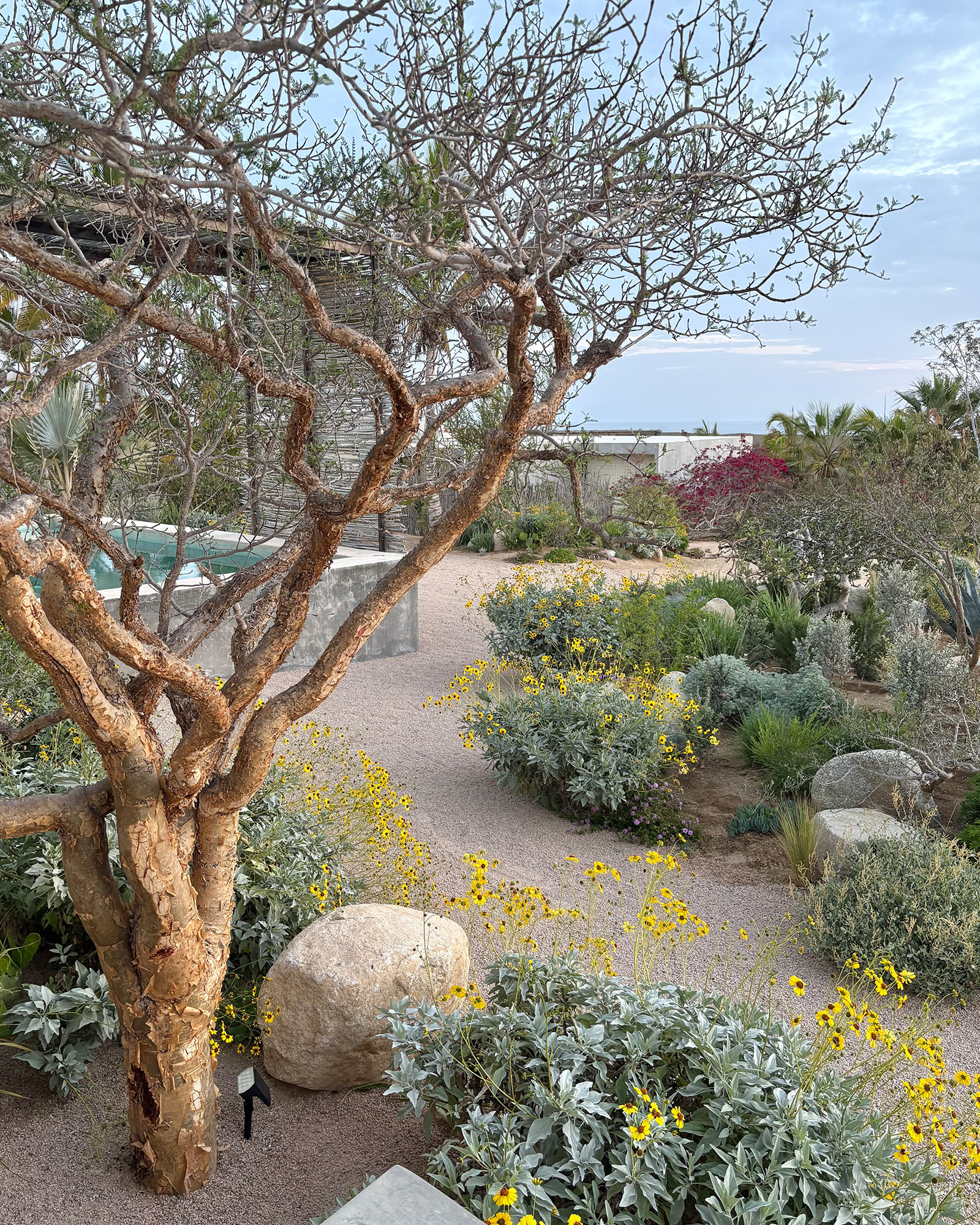 todos-santos-beach-house_beachhouse_baja-california-sur_exterior-tree.jpg