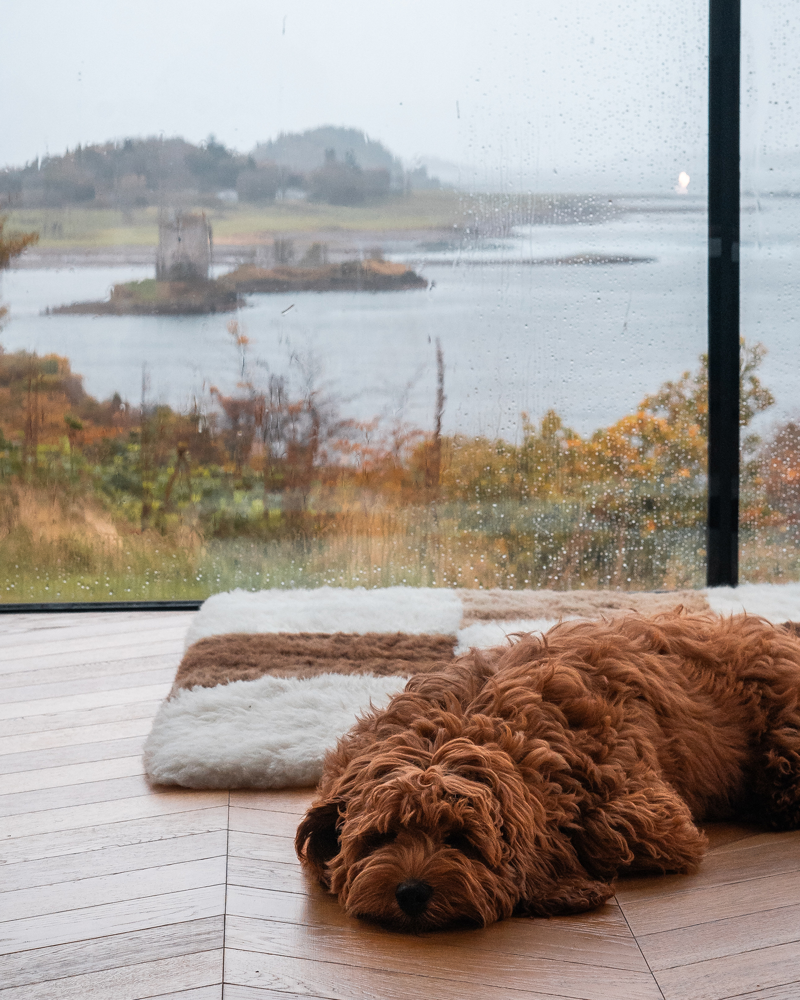 stormhouse-north_cabin_scotland-uk_interior-dog.jpg