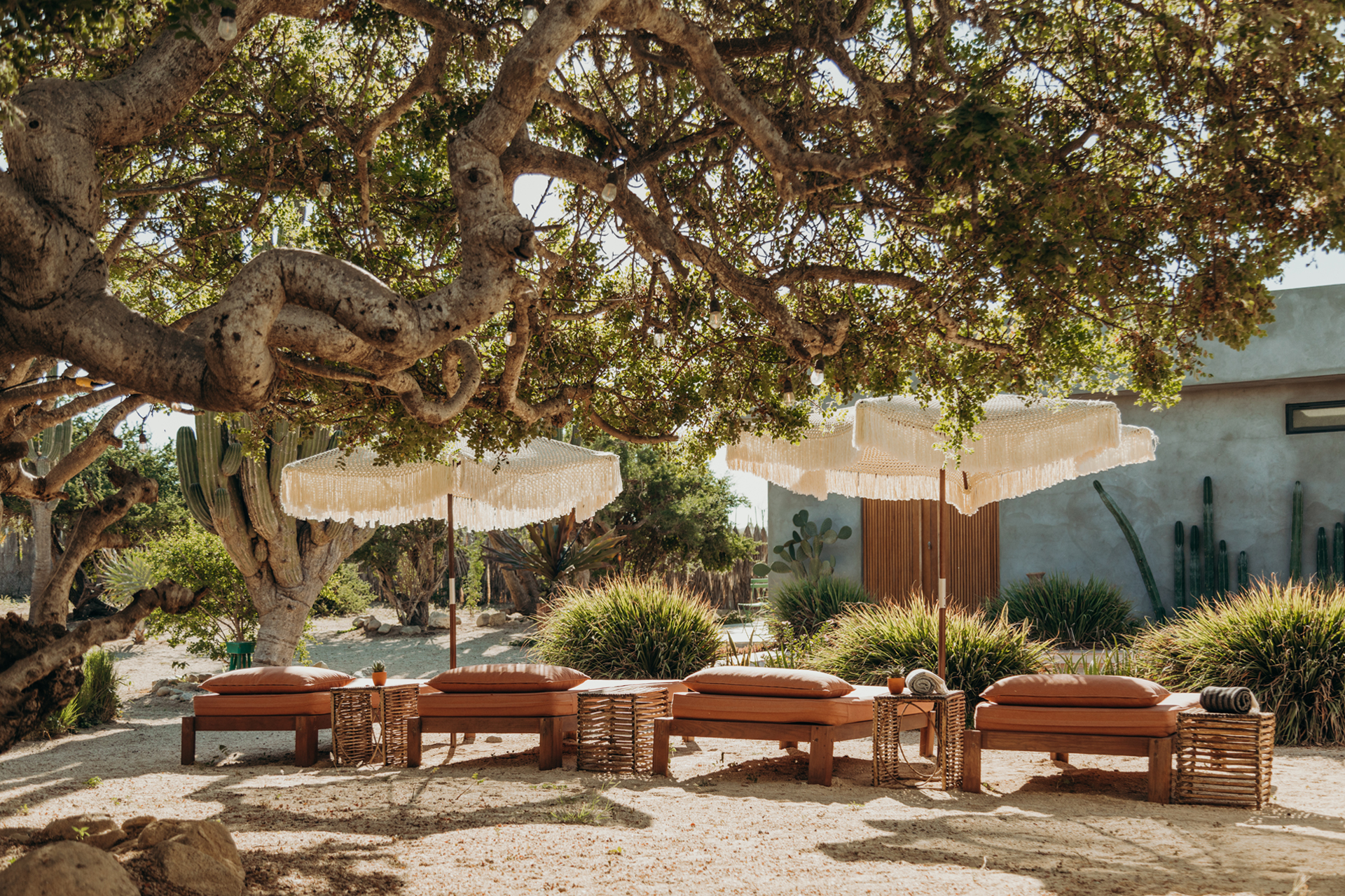 casa-de-zorros_house_el-pescadero-baja-california-sur-mexico_exterior-tree.jpg