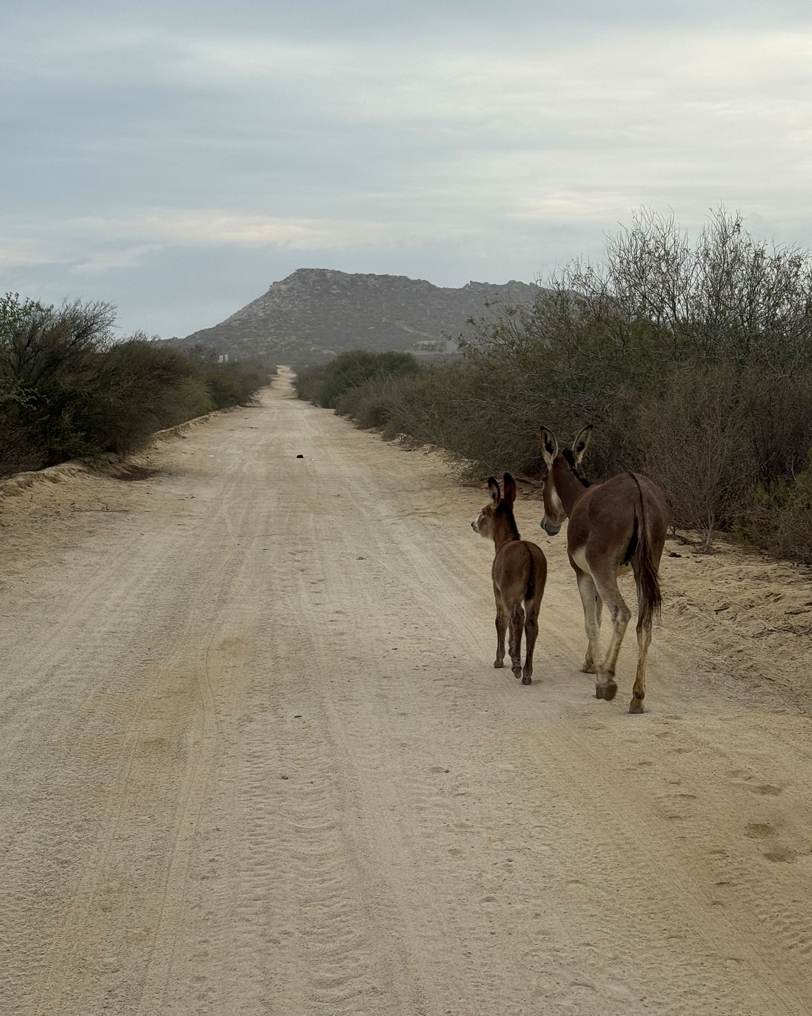 los-zacatitos-by-boutique_villa_baja-california-sur-mexico_exterior-donkeys.jpg