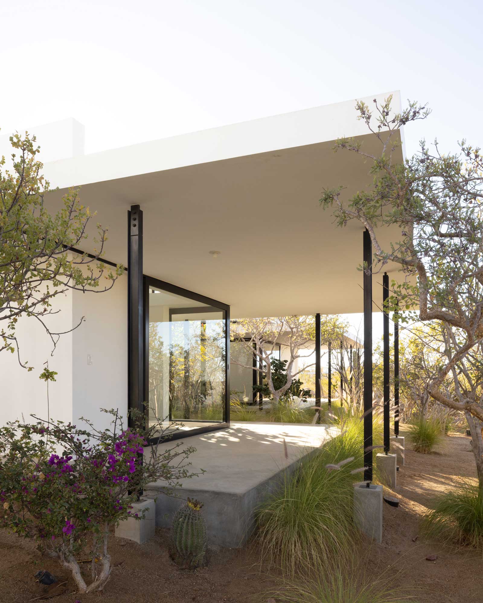 los-zacatitos-byboutique_villa_baja-california-sur-mexico_exterior-tree.jpg