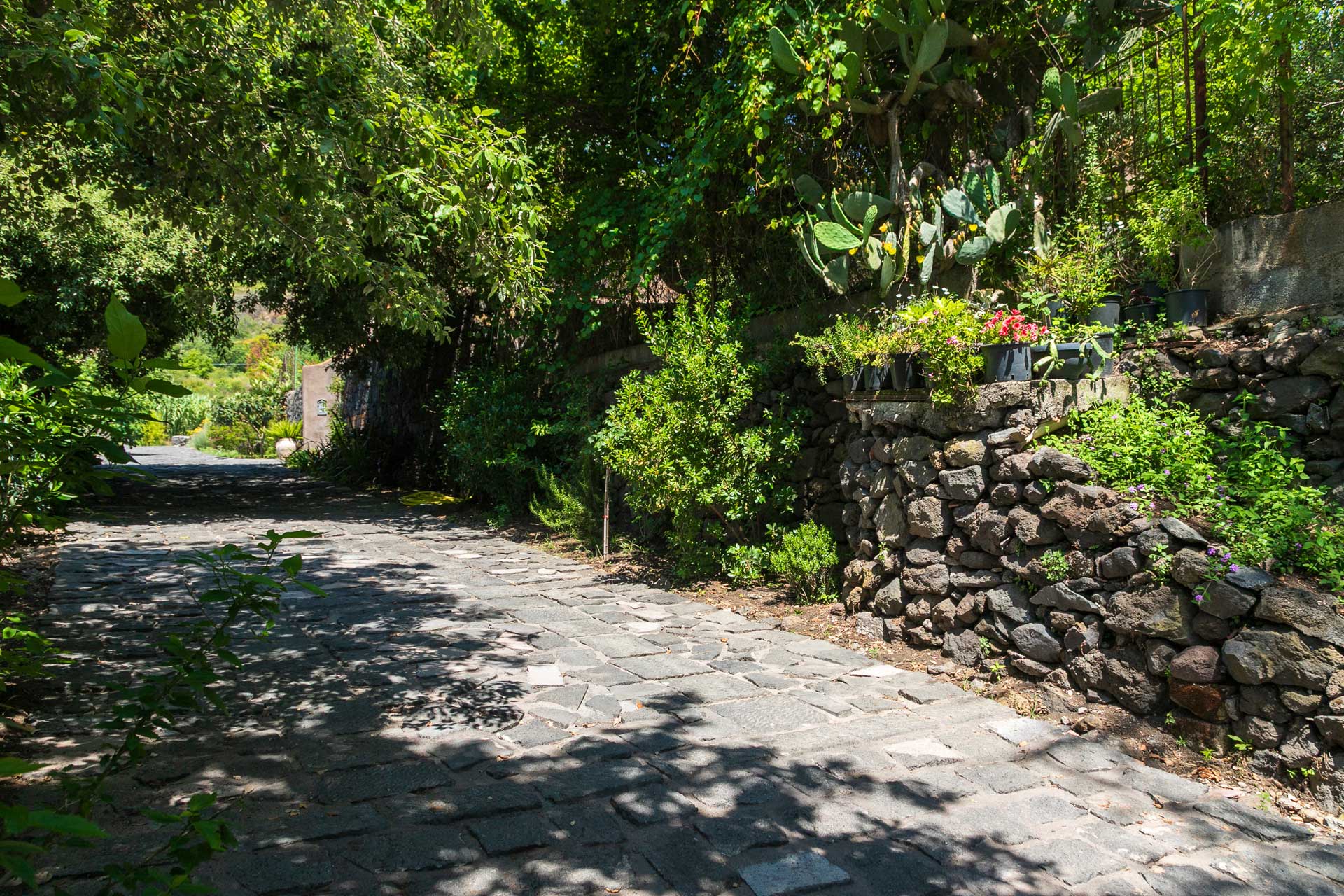 casa-varanni_house_sicily-italy_exterior-plants.jpg