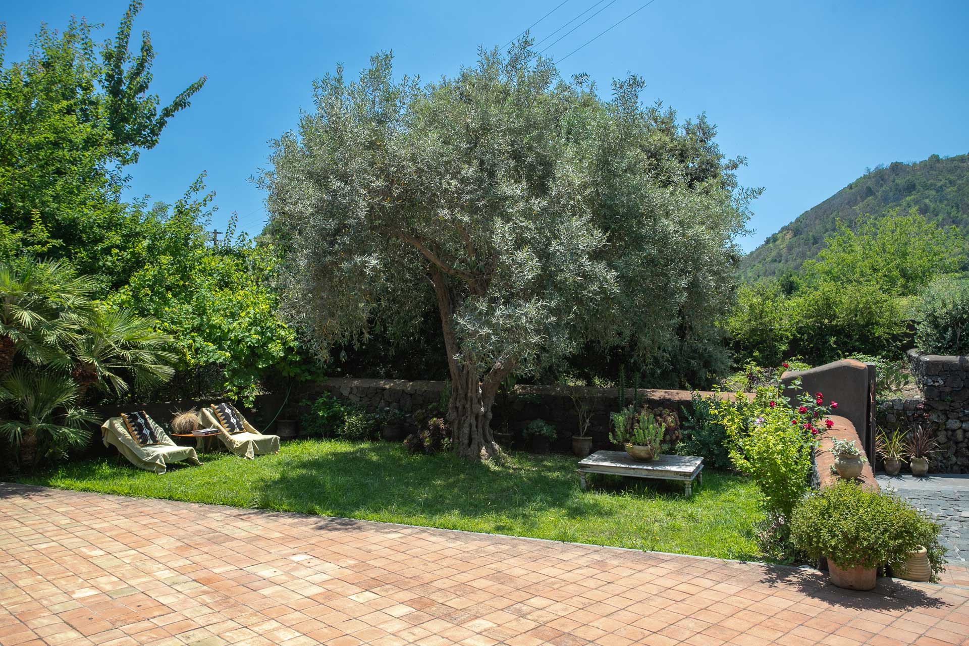 casa-varanni_house_sicily-italy_exterior-tree.jpg