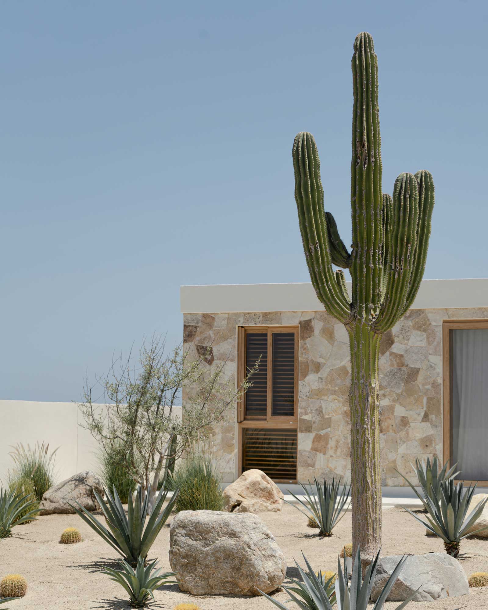 casa-suna-los-cabos_villa_los-cabos-baja-california-mexico_exterior-cacti.jpg