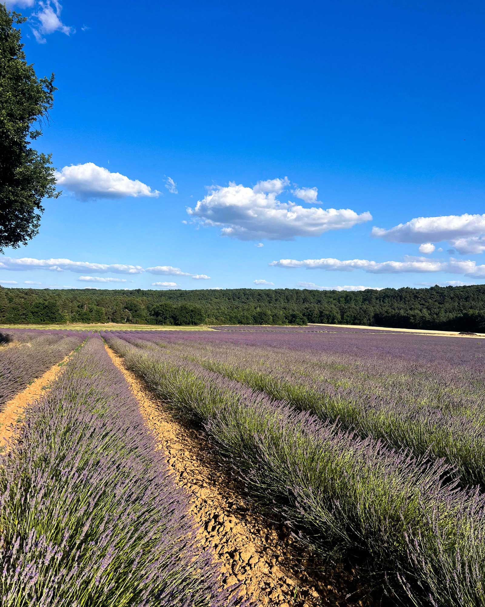 the-velvet-house_house_ile-de-france-france_exterior-view.jpg