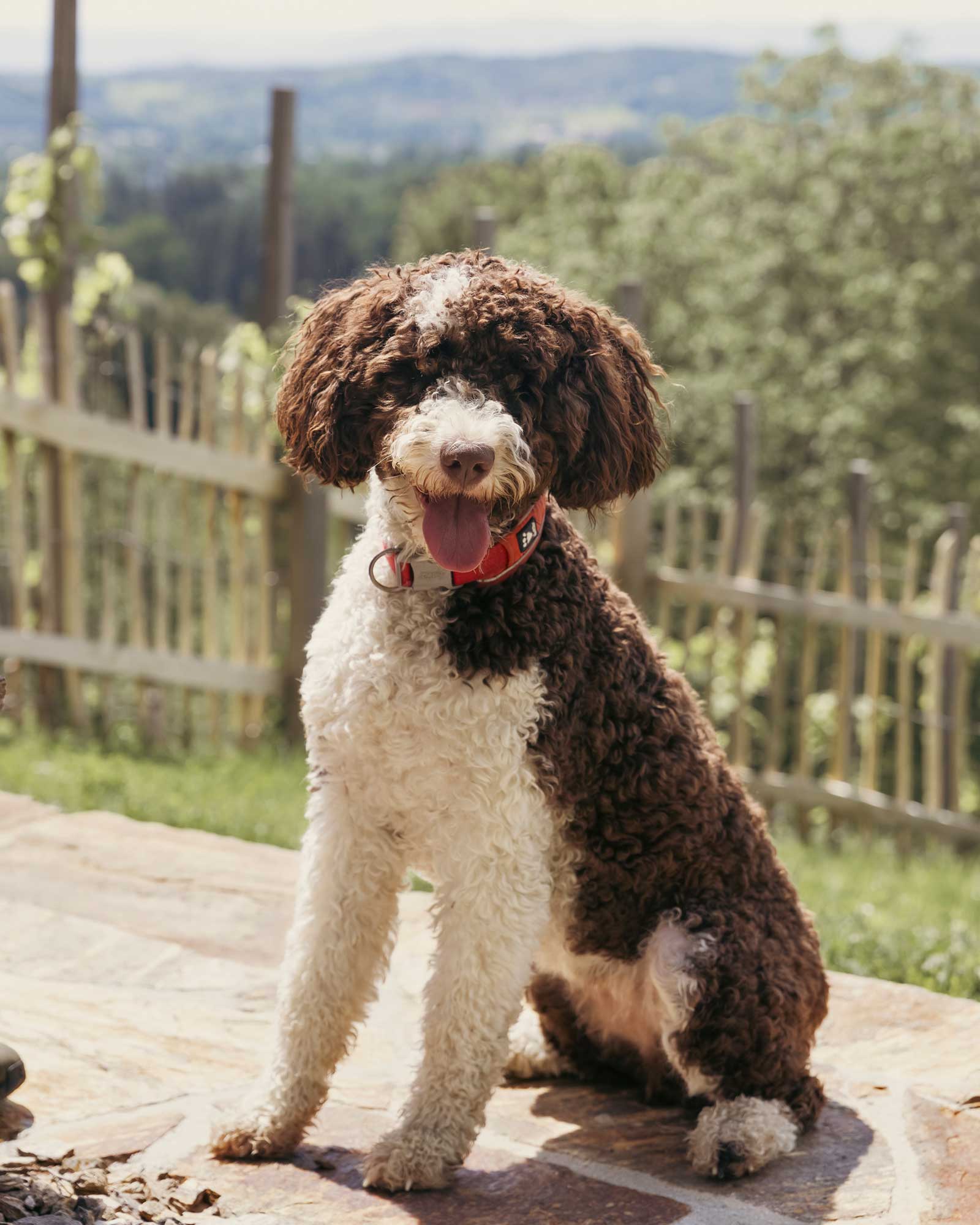haus-sepp-am-wildbachberg_house_steiermark-austria_exterior-dog-.jpg
