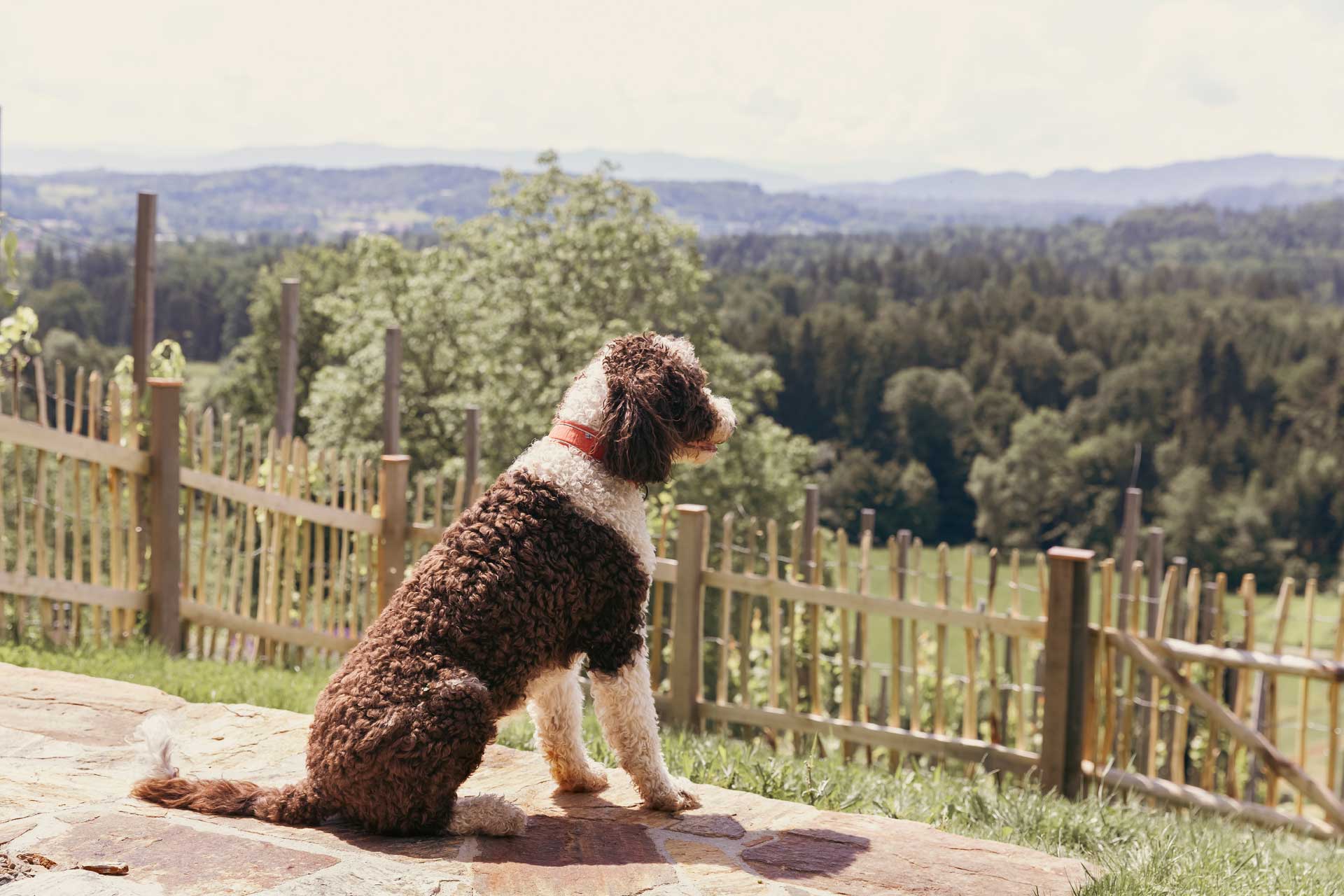 haus-sepp-am-wildbachberg_house_steiermark-austria_exterior-dog.jpg