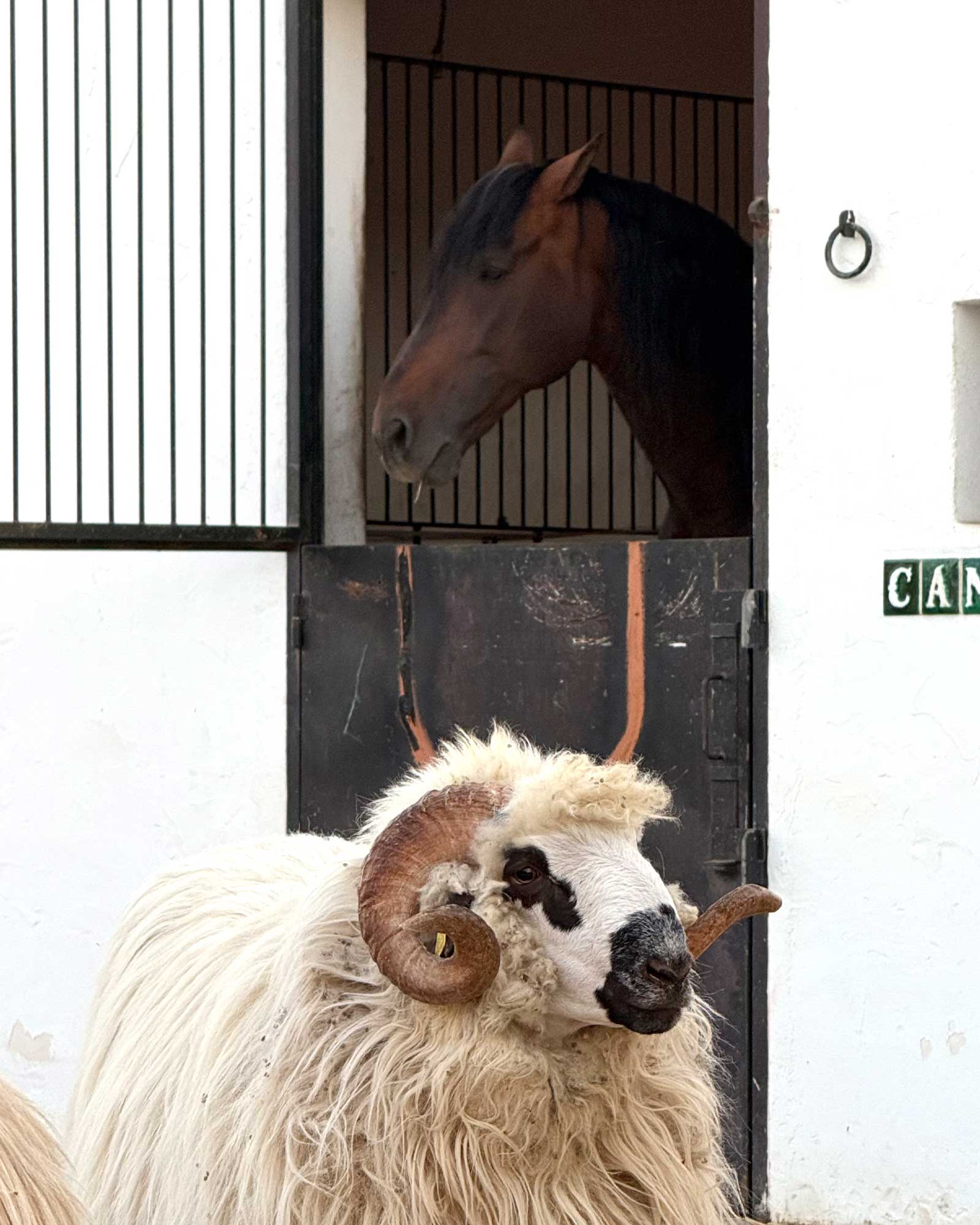 cortijo-la-sierrazuela_farmhouse_andalusia-spain_exterior-animals.jpg