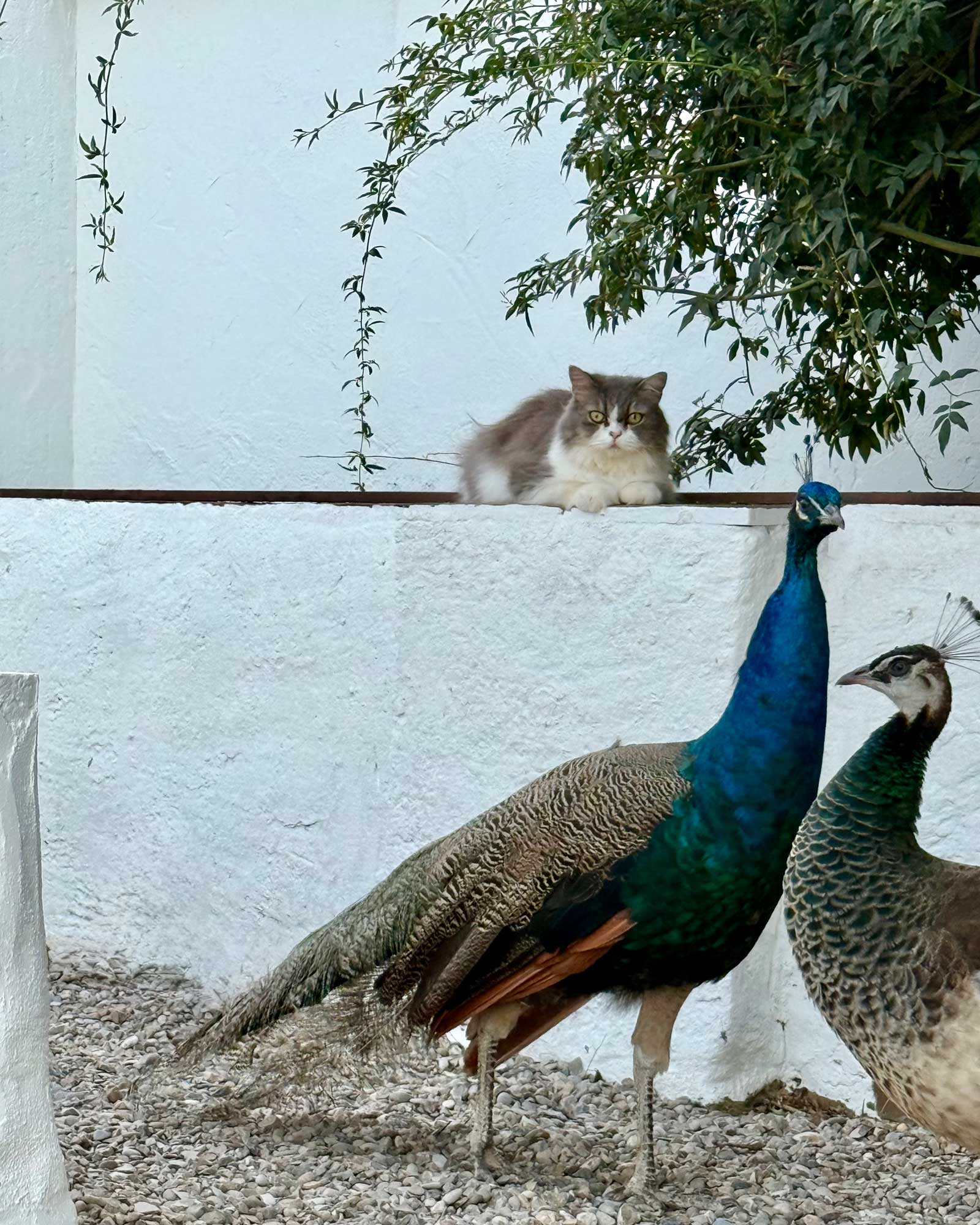 cortijo-la-sierrazuela_farmhouse_andalusia-spain_exterior-animals-2.jpg