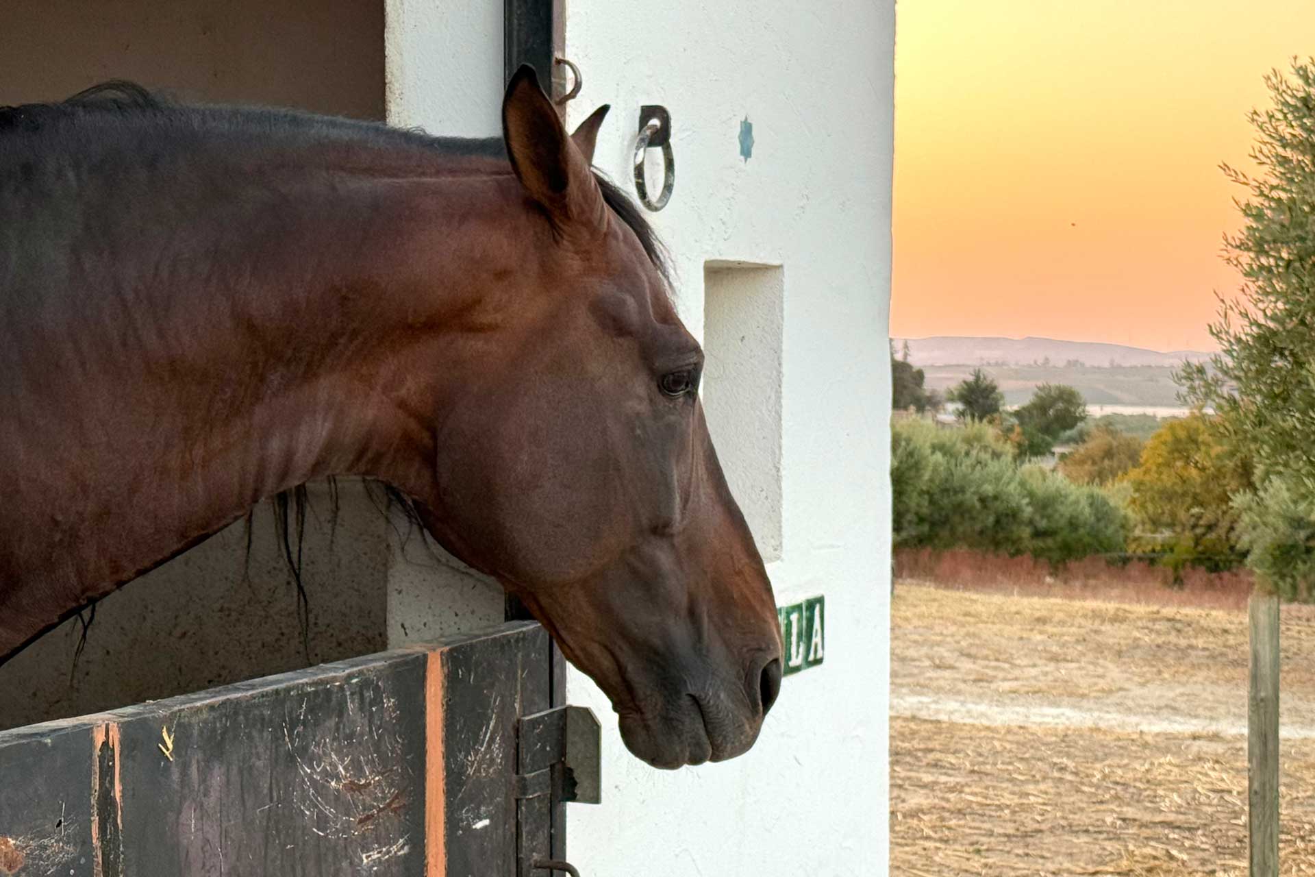 cortijo-la-sierrazuela_farmhouse_andalusia-spain_exterior-horse.jpg