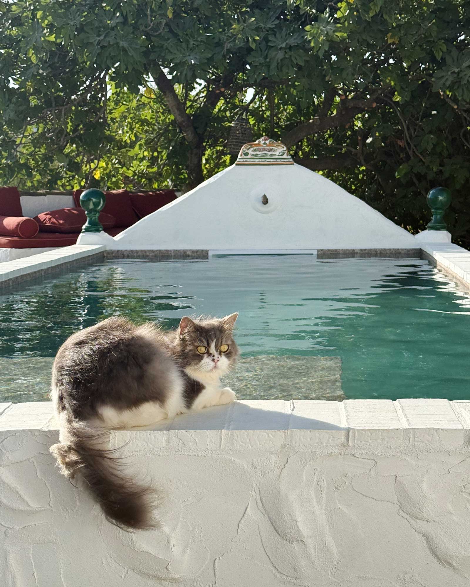 cortijo-la-sierrazuela_farmhouse_andalusia-spain_exterior-pool-cat.jpg