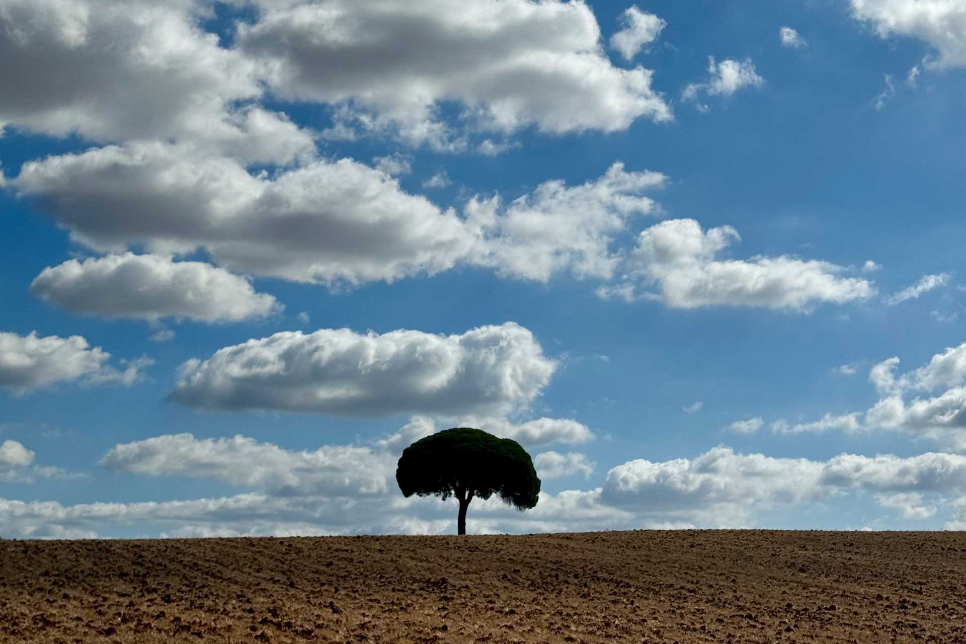 cortijo-la-sierrazuela_farmhouse_andalusia-spain_exterior-tree.jpg