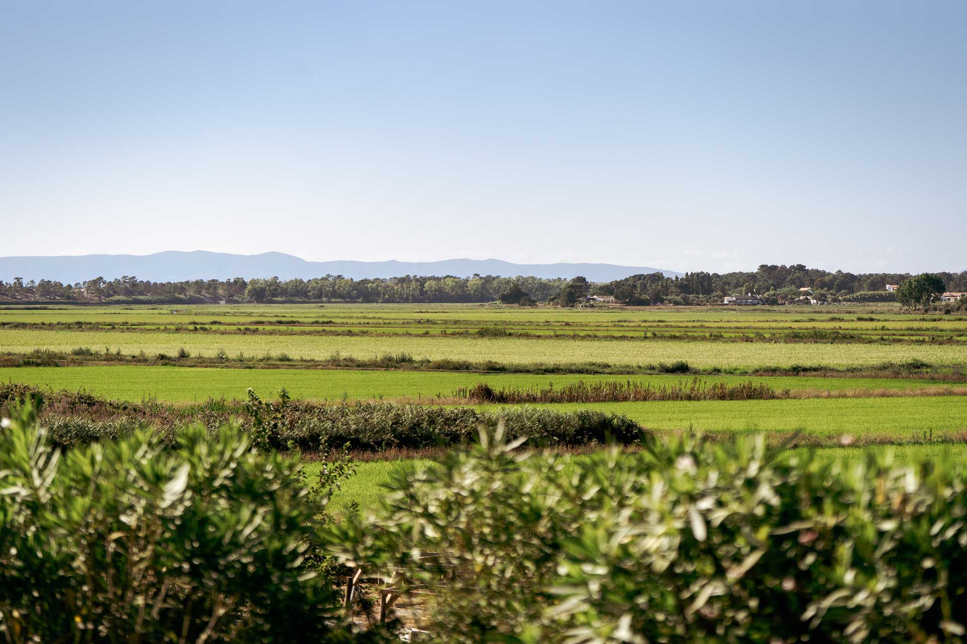 villa-ricefield_villa_comporta-portugal_exterior-landscape.jpg