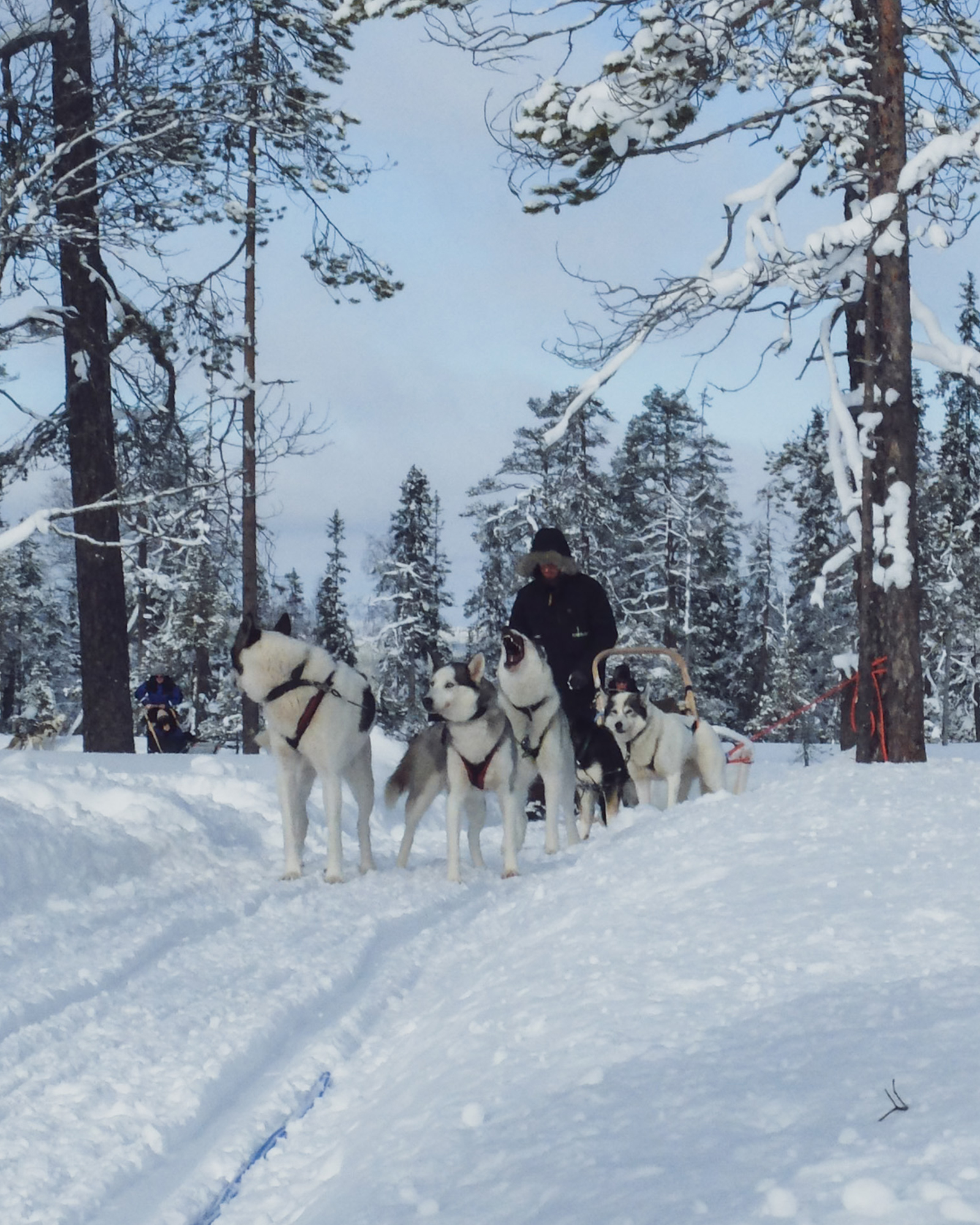 hansaram-artist-residency-finland_exterior-winter-dogs.jpg