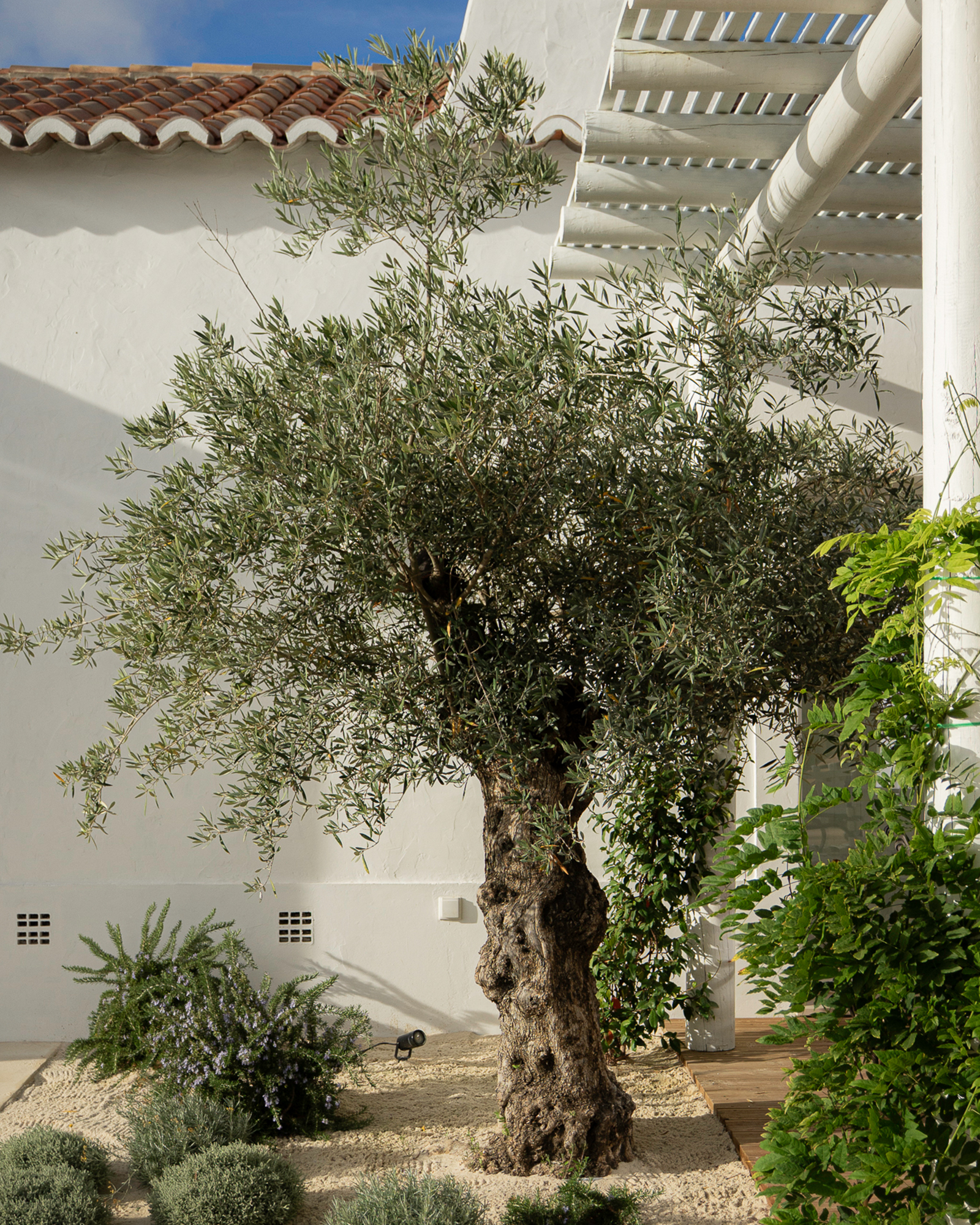 casa-ds-oliveiras_villa_melides-setubal-portugal_exterior-tree.jpg
