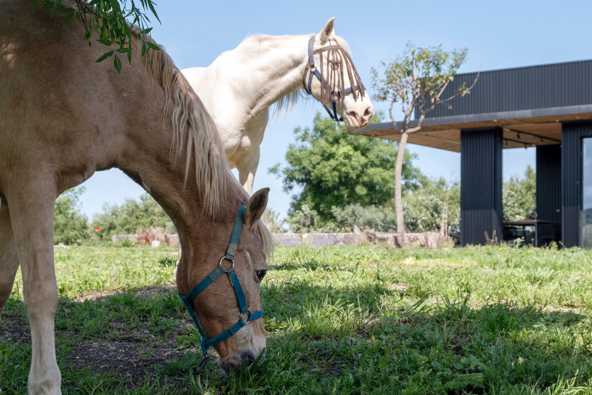 tenuta-castelluccio-home_villa_sicily-italy_exterior-horses.jpg