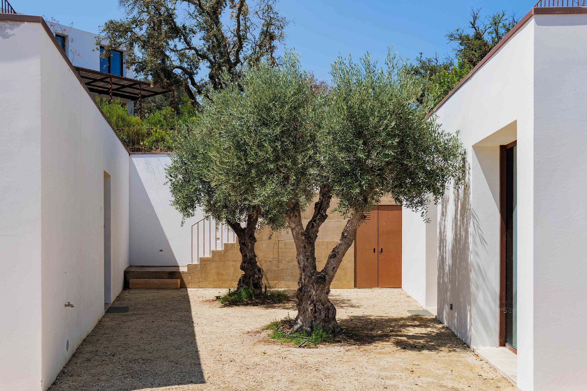 villa-quail_villa_setuabal-portugal_exterior-tree.jpg