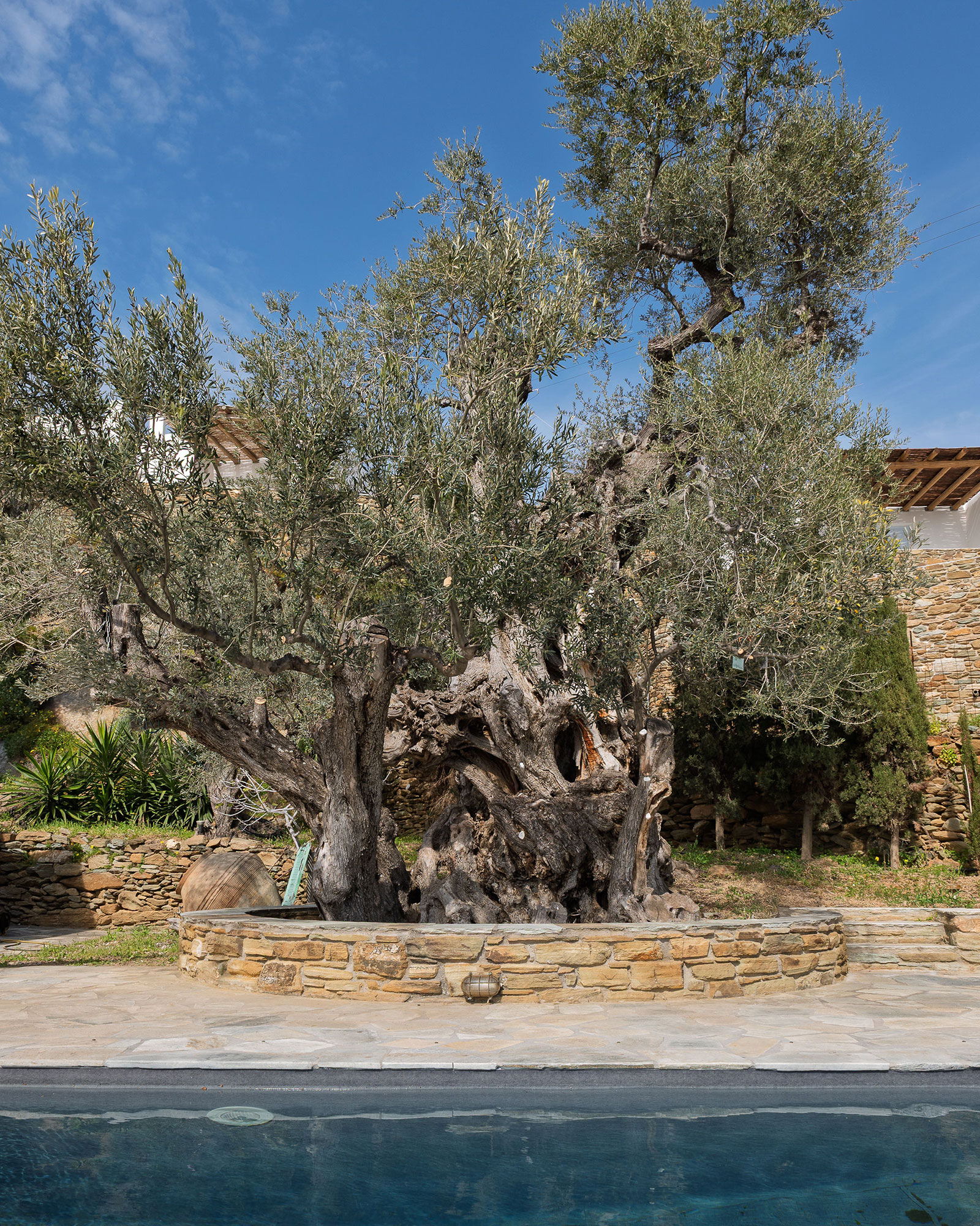 villa-riza_villa_andros-greece_exterior-tree.jpg
