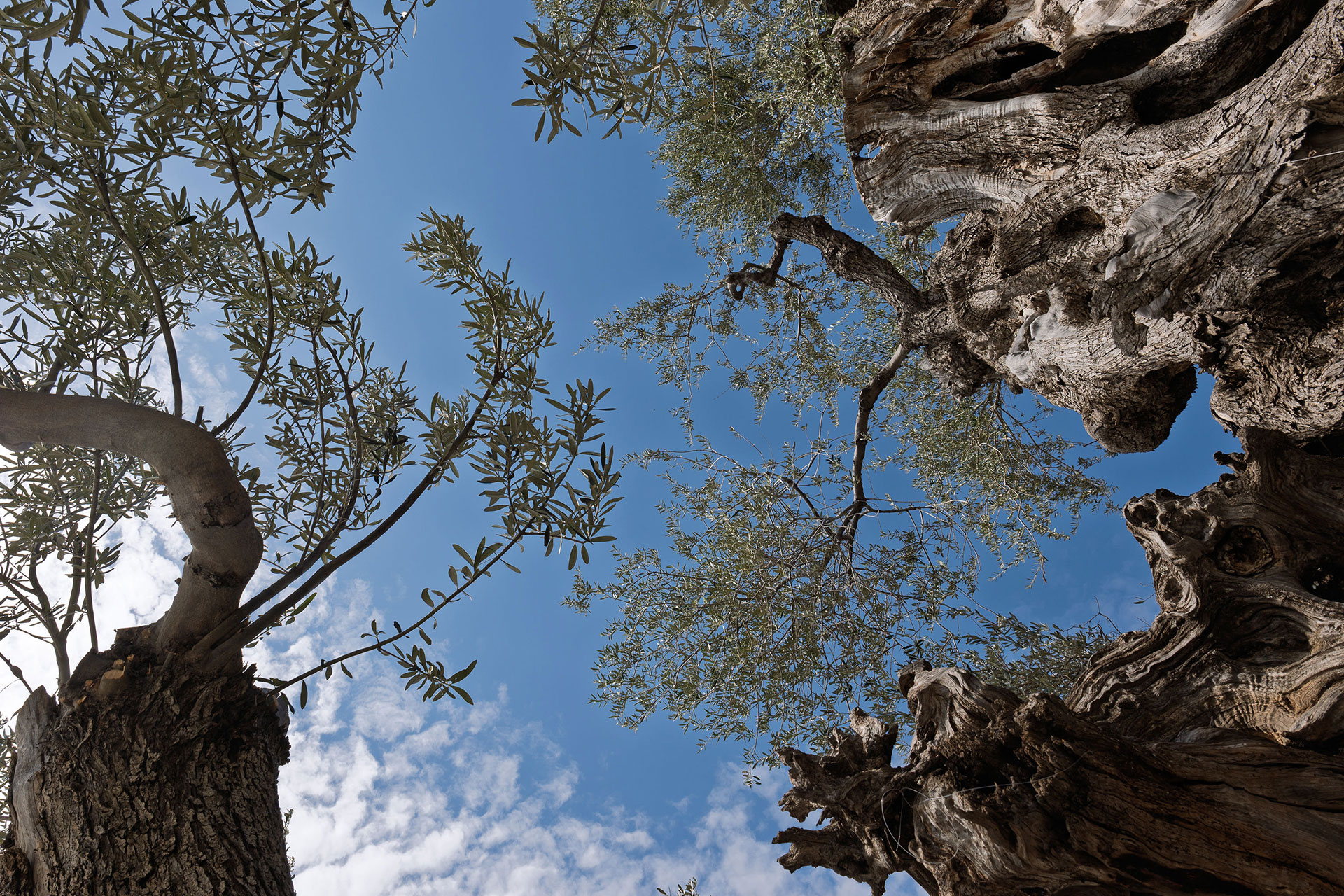 villa-riza_villa_andros-greece_exterior-trees.jpg