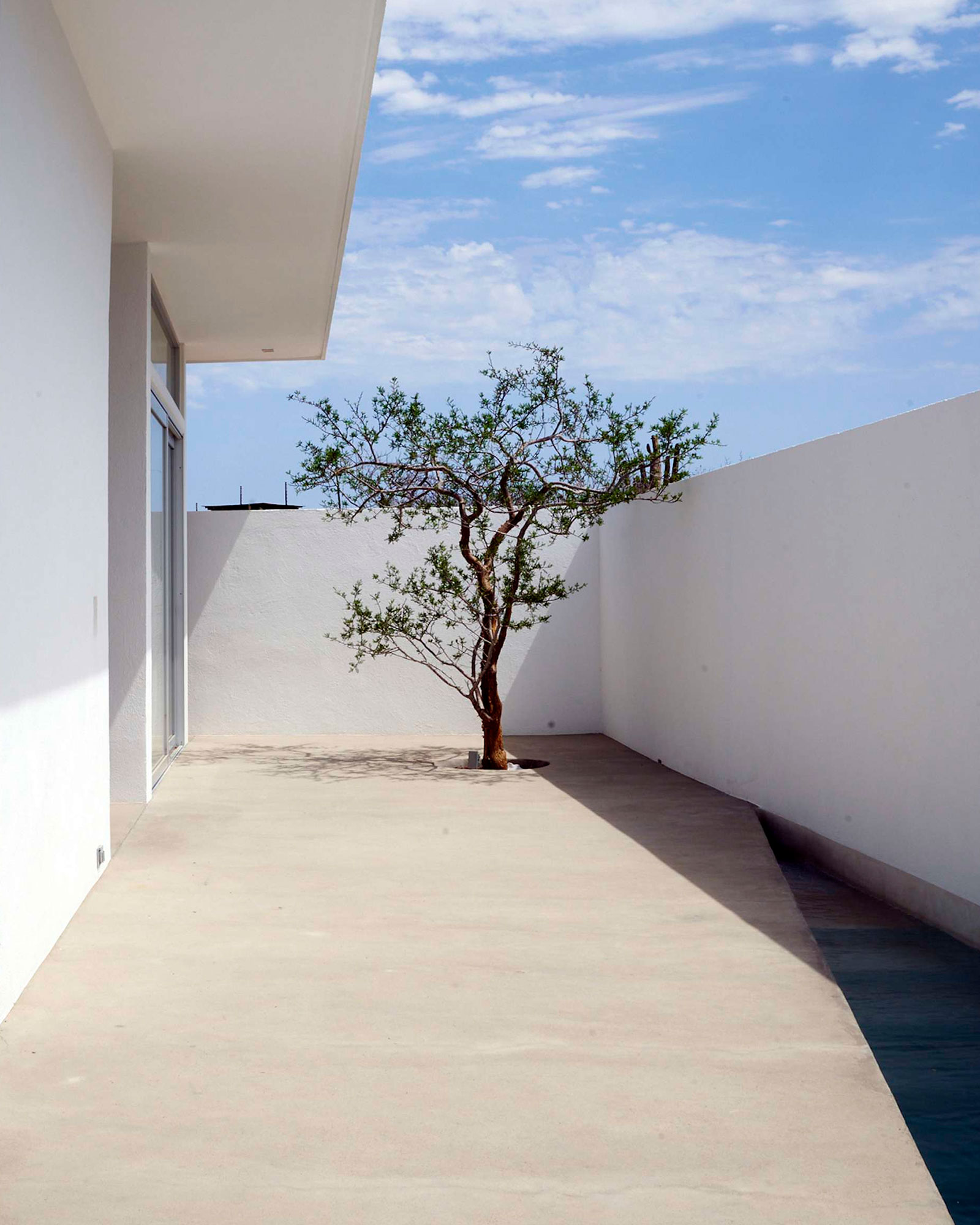 casa-nada_villa_todos-santos-baja-california-sur-mexico_exterior-tree.jpg