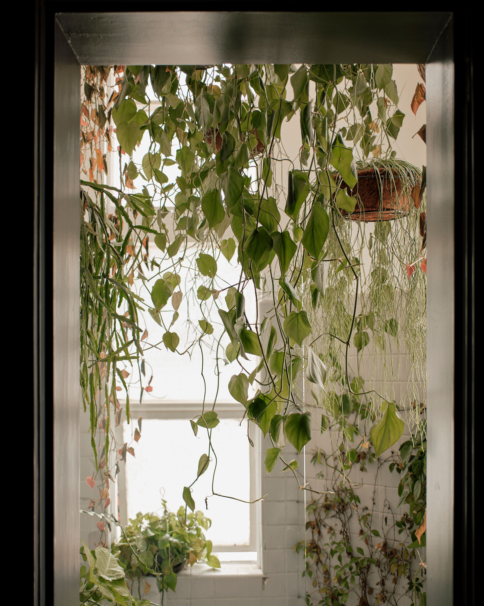 maison-celeste_guesthouse_cdmx-mexico_interior-lobby-plants.jpg