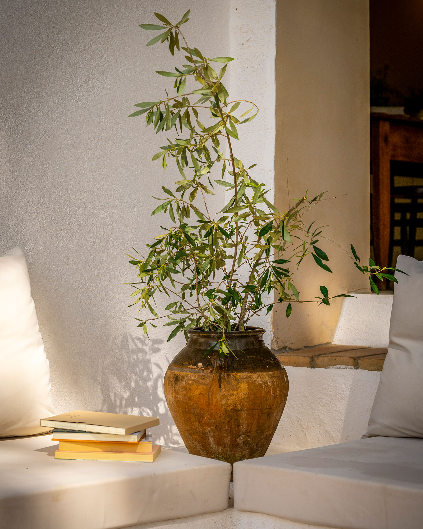 mas-grimosach_farmhouse_Catalunya-spain_interior-plant.jpg