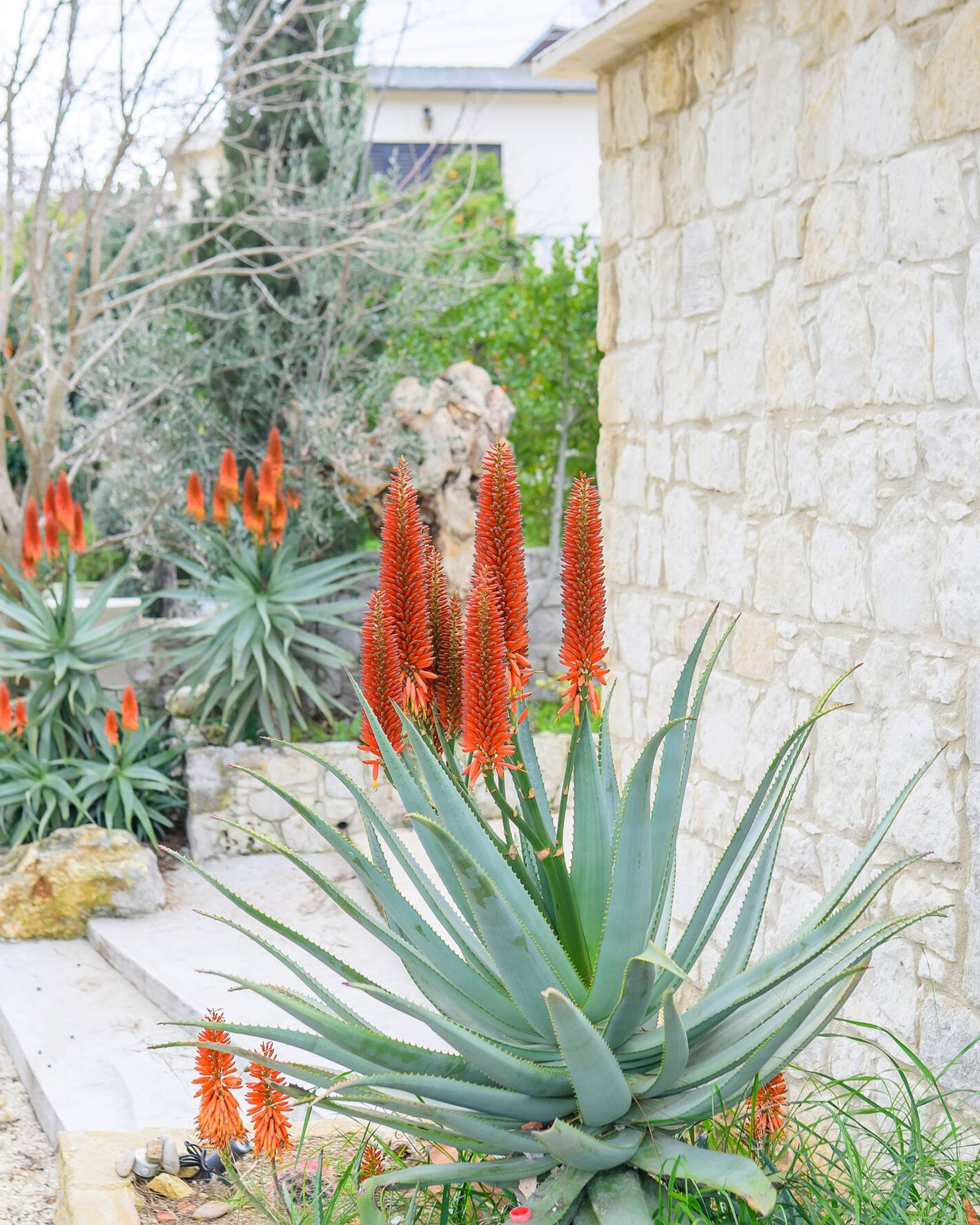 soul_house_Paphos-cyprus_exterior-detail.jpg