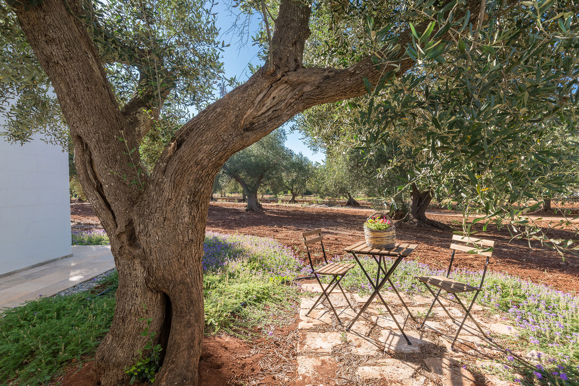 villa-luce_villa_puglia-italy_exterior-tree.jpg