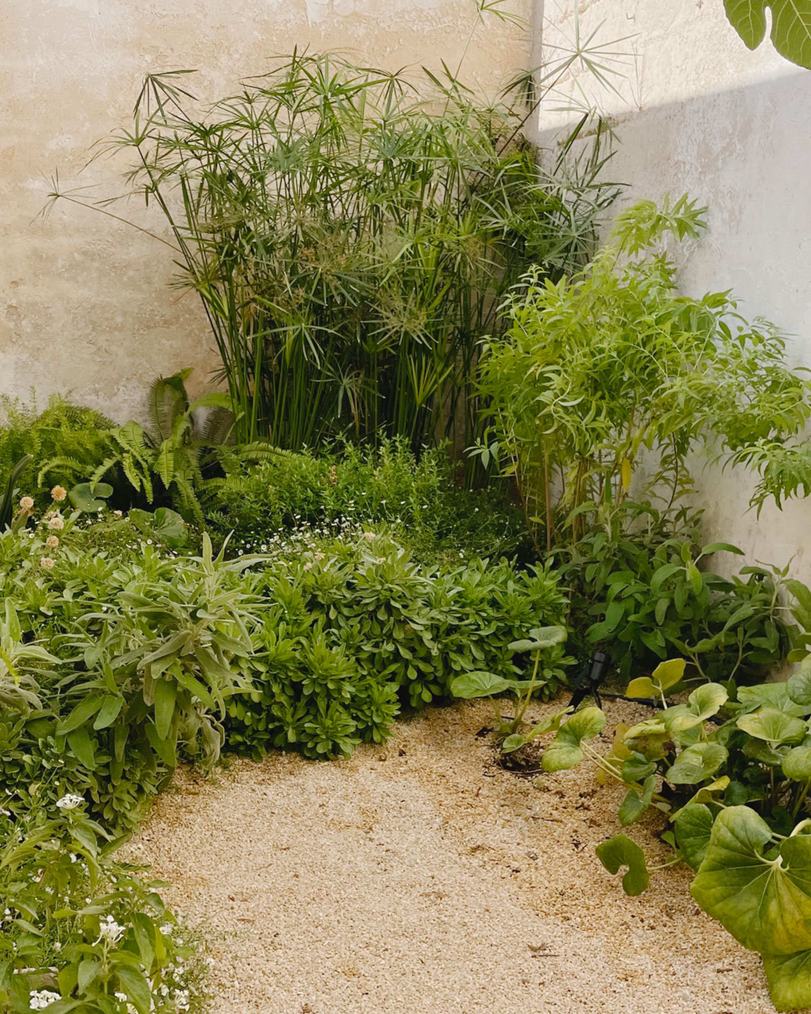 casa-trisolini-carovigno_townhouse_puglia-italy_exterior-plants.jpg