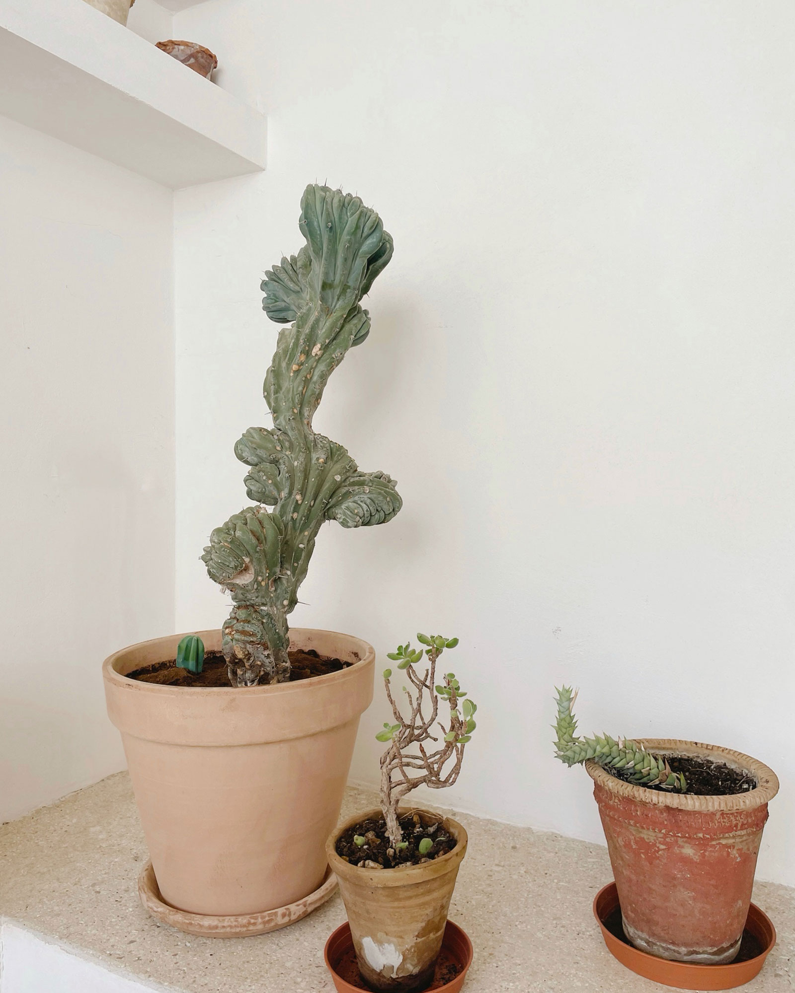 casa-trisolini-carovigno_townhouse_puglia-italy_interior-plants.jpg