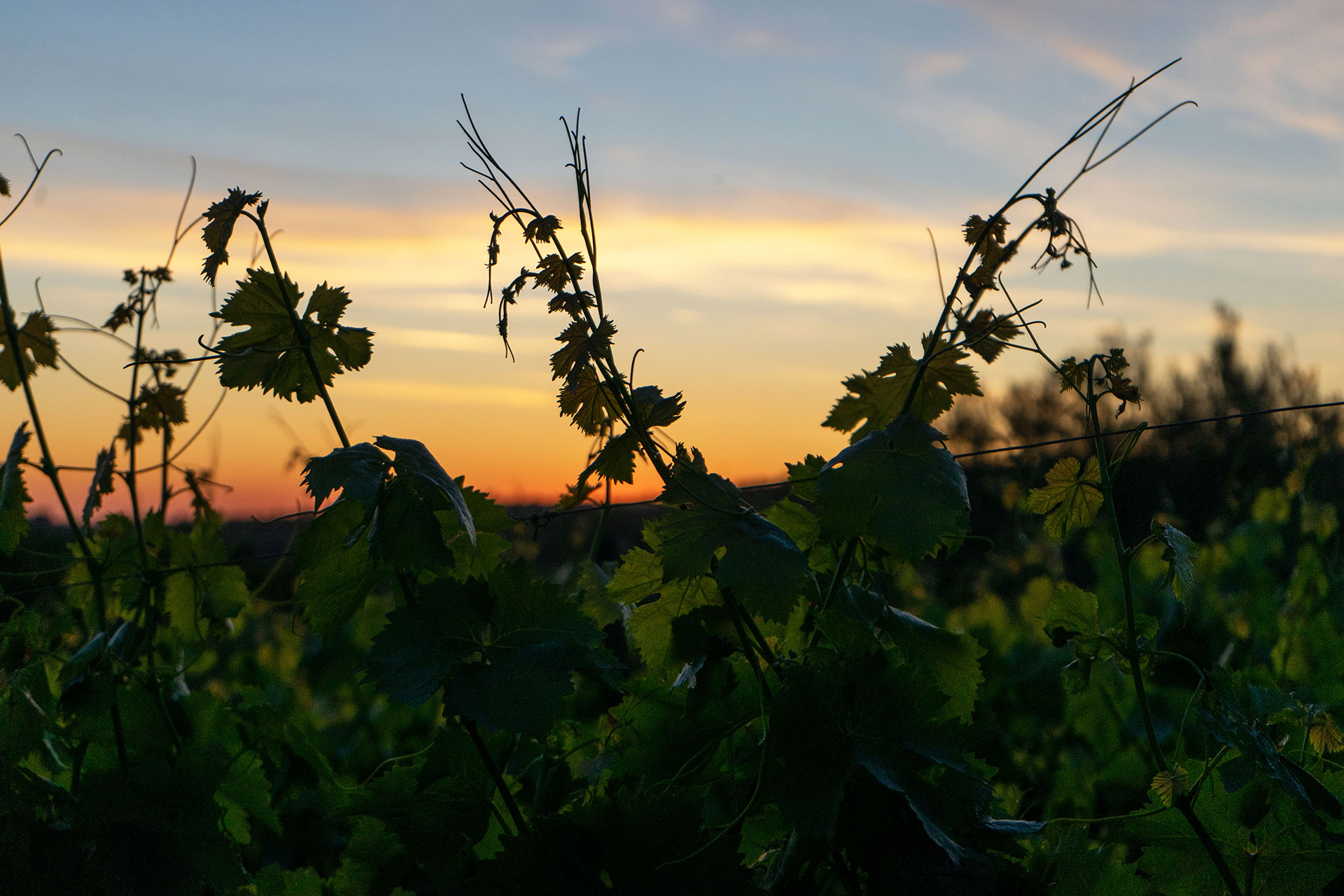 chaza-occhipinti-casa-grande_house_sicily-italy_exterior-sunset.jpg