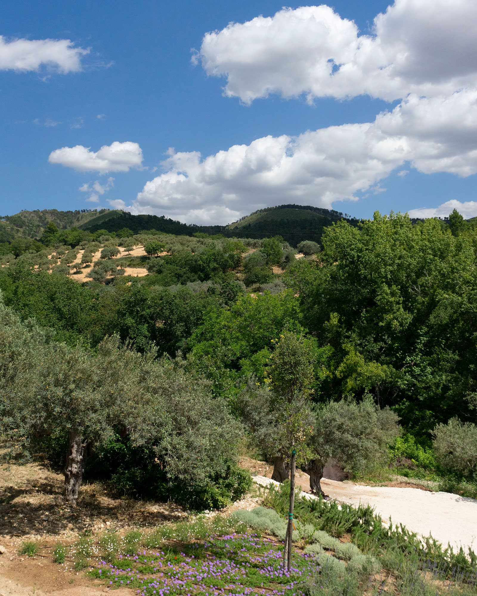 chaza-occhipinti-casa-grande_house_sicily-italy_exterior-view.jpg