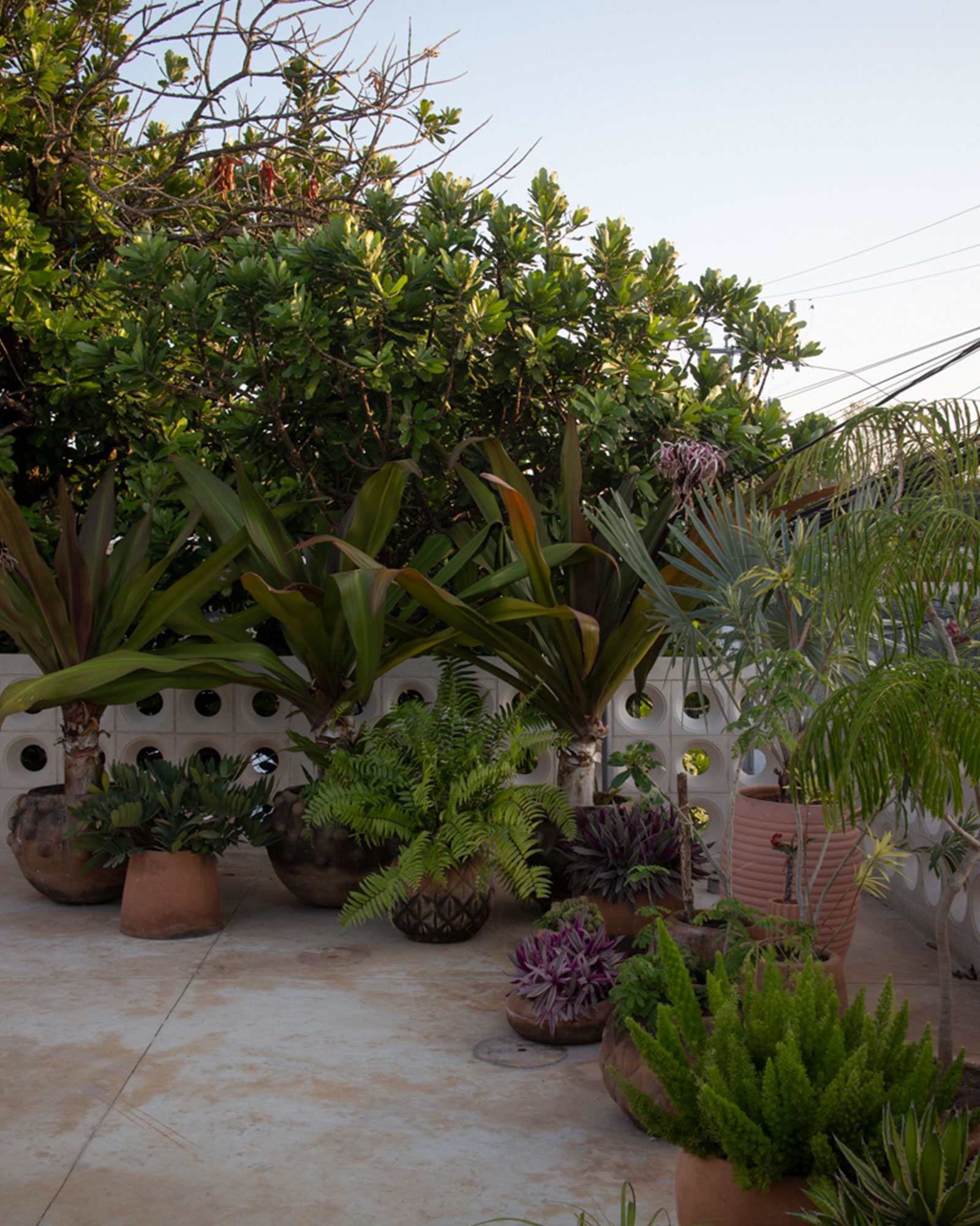 casa-soskil_house_merida-yucatan-mexico_exterior-plants.jpg