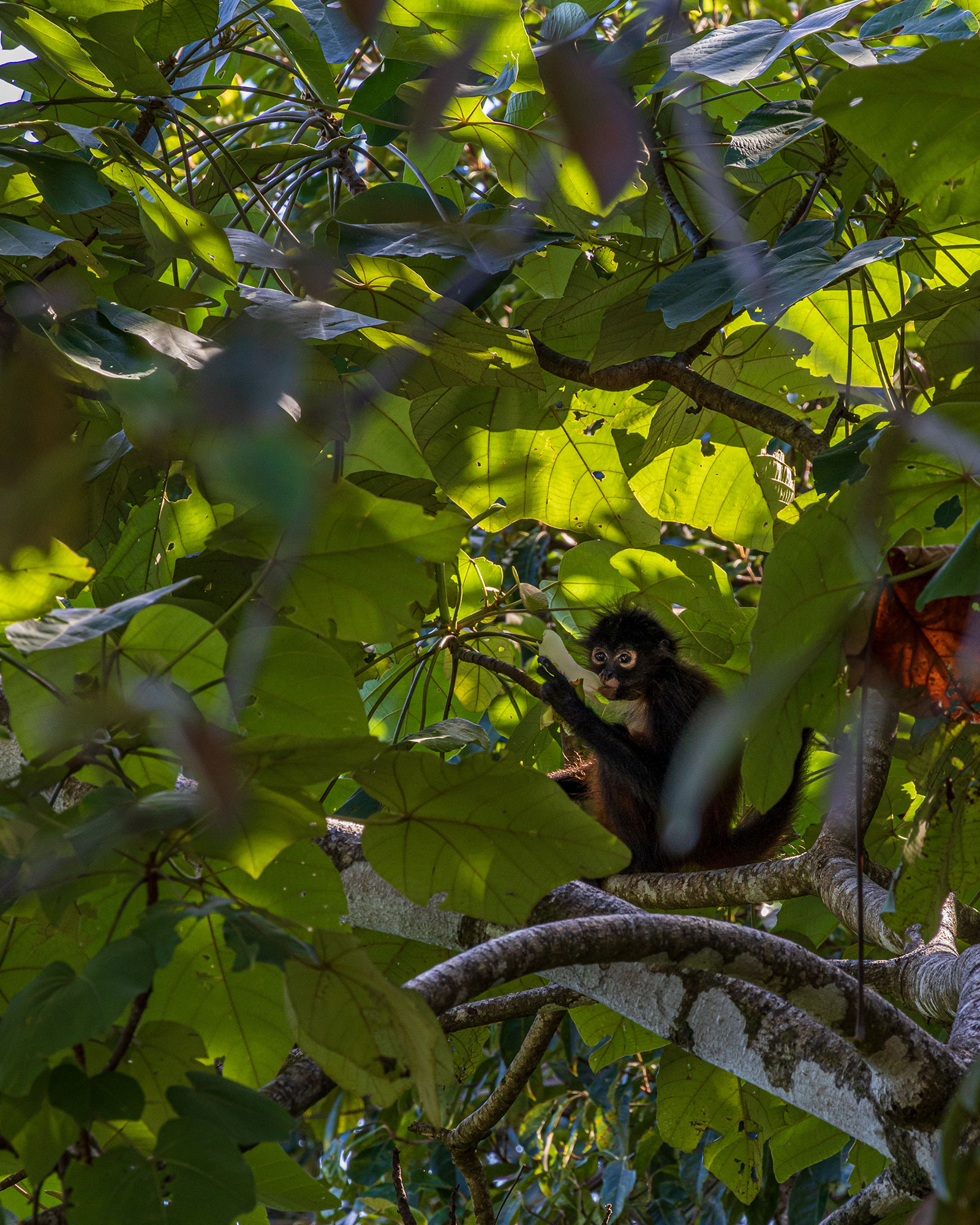 punta-jaguar_bungalow_puntarenas-costa-rica_exterior-monkey.jpg