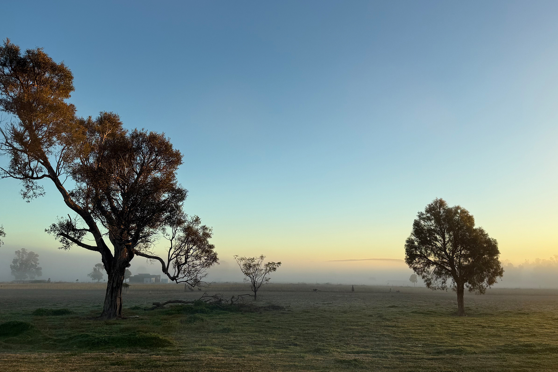 ember-mudgee_country-house_new-south-wales-australia_exterior-trees.jpg