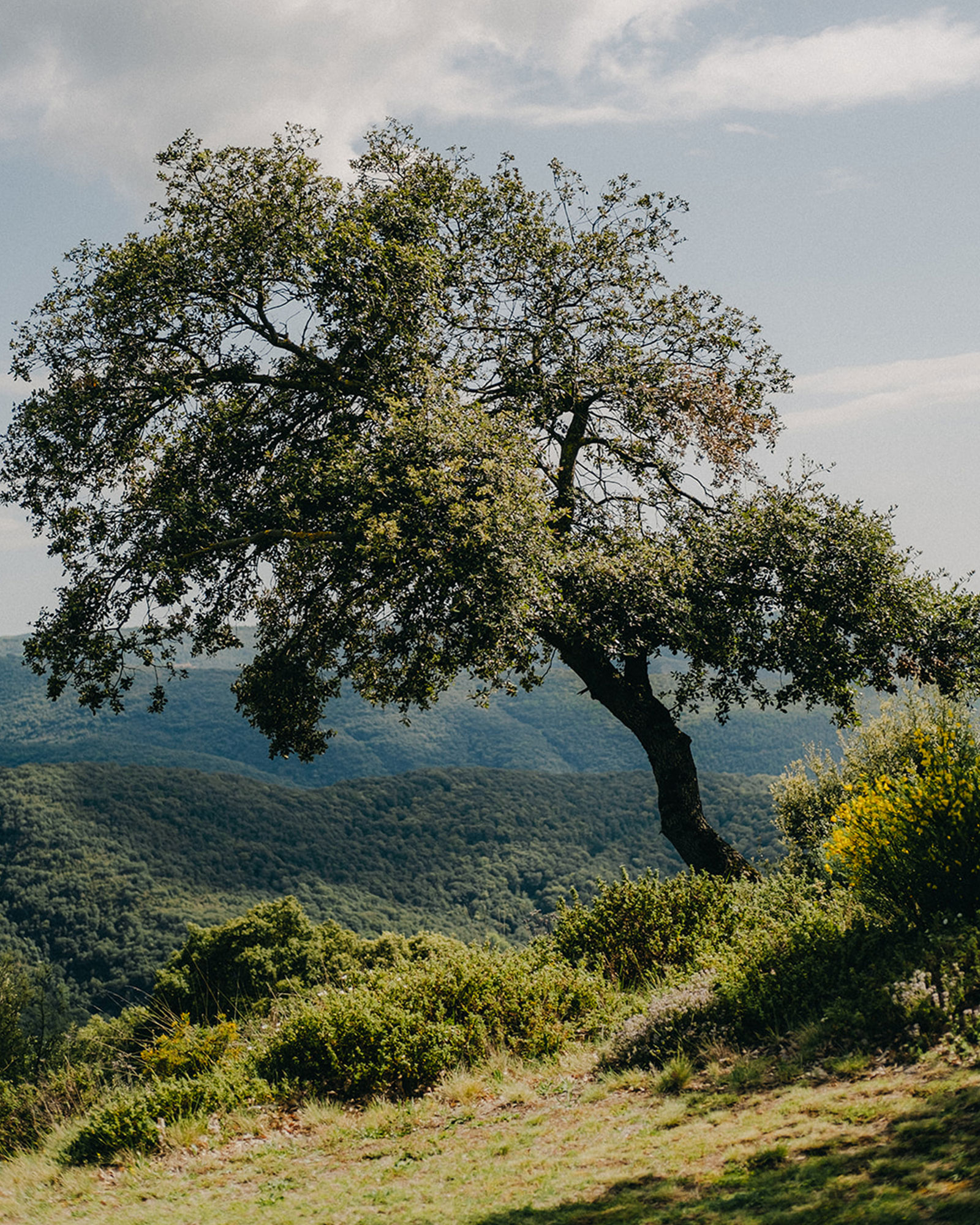 puig-castellar_country-house_catalonia-spain_exterior-tree.jpg